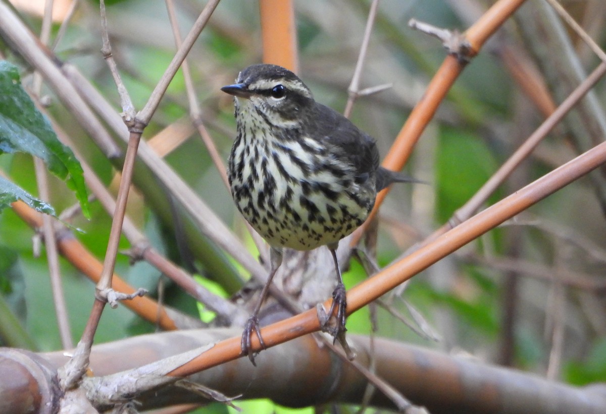 Речной певун - ML645058958