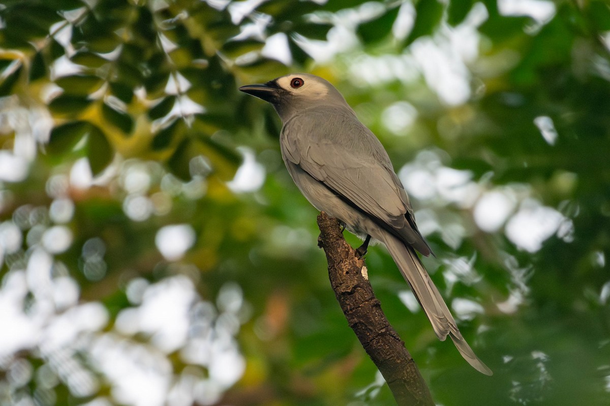 Пепельный дронго - ML645058962