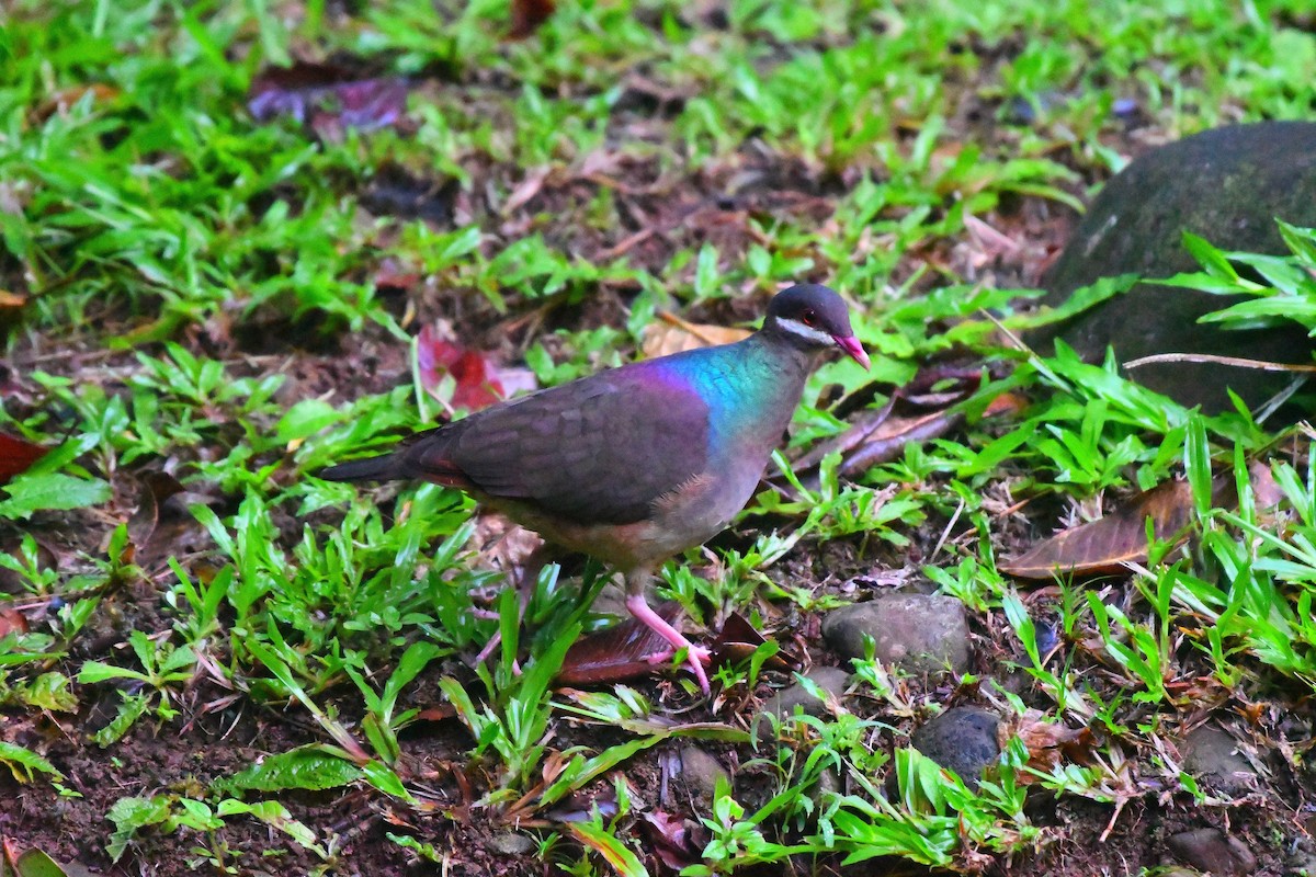 Усатая перепелиная горлица - ML645058963