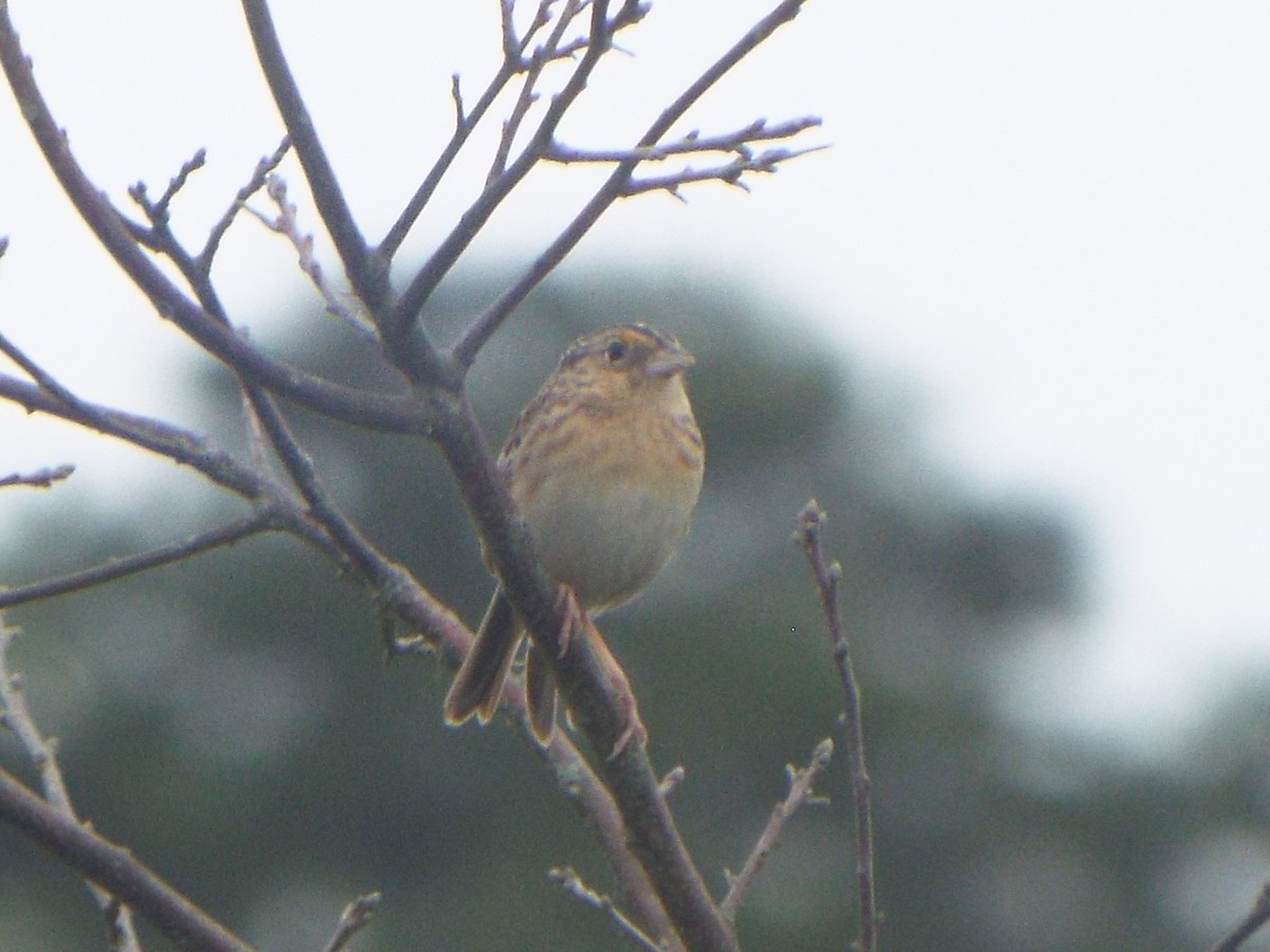 Кузнечиковая овсянка-барсучок - ML645058964