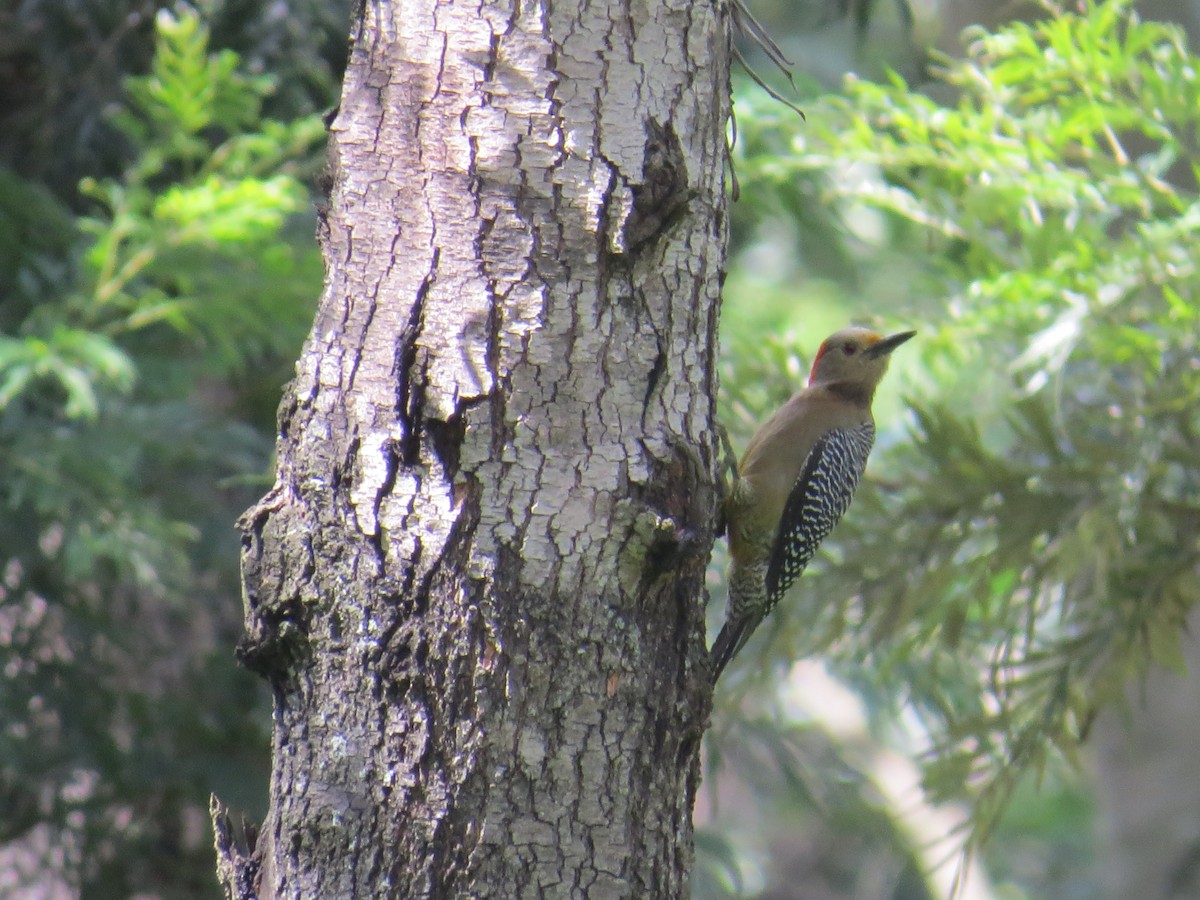 Златолобый дятел - ML645058970