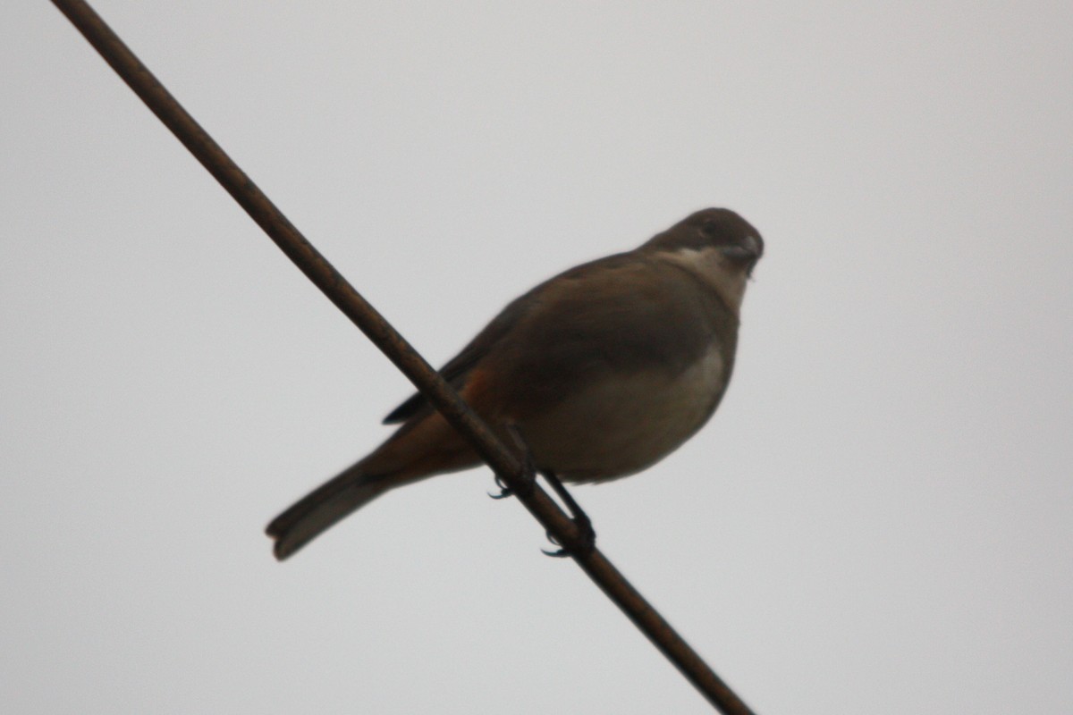 Патагонская диука - ML645058976