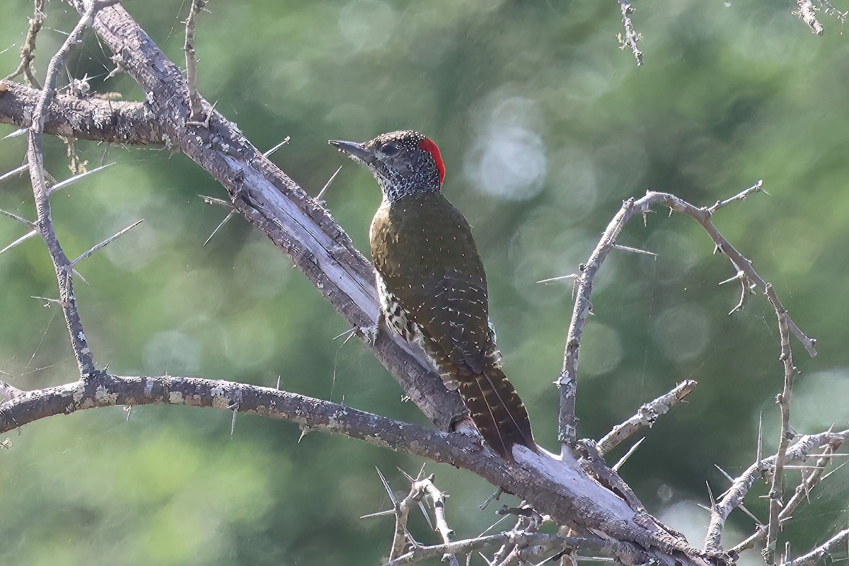 Капский дятел - ML645058977