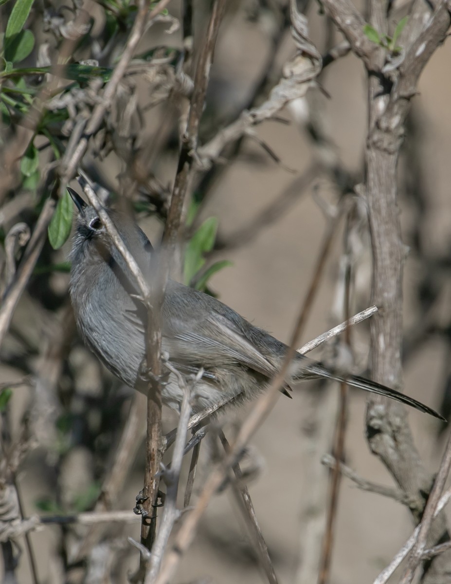 Калифорнийская комароловка - ML645058979