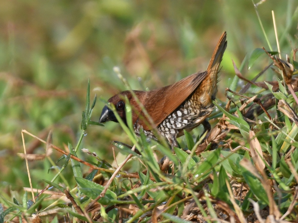 Чешуйчатая муния - ML645058982