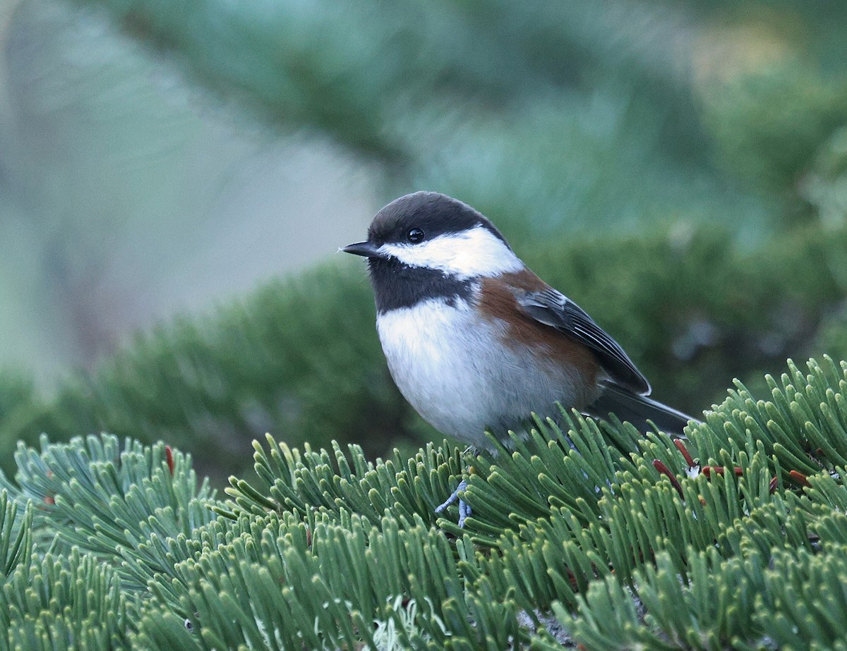 Chestnut-backed Chickadee - ML645058992