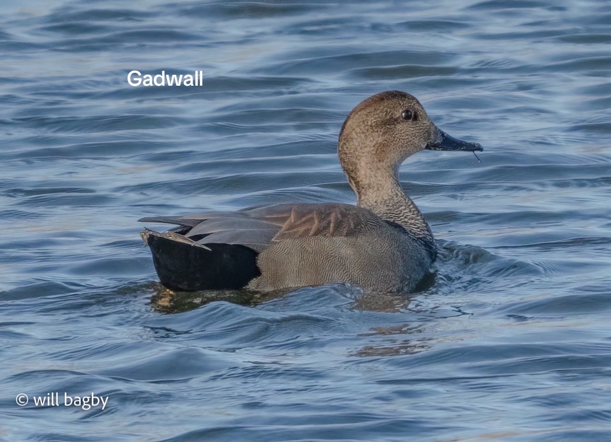 Gadwall - ML645059002
