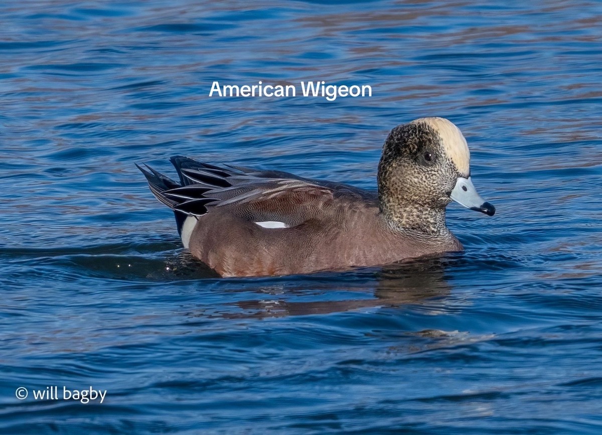 American Wigeon - ML645059006
