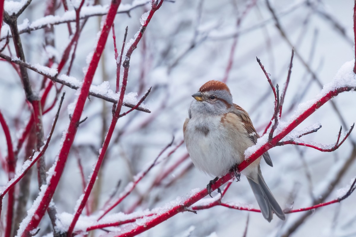 American Tree Sparrow - ML645059007