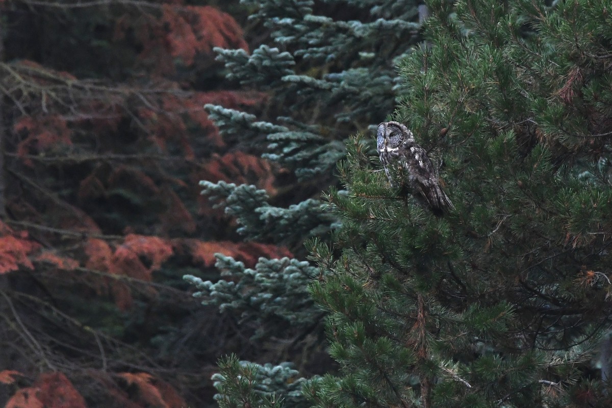 Great Gray Owl - ML645059011