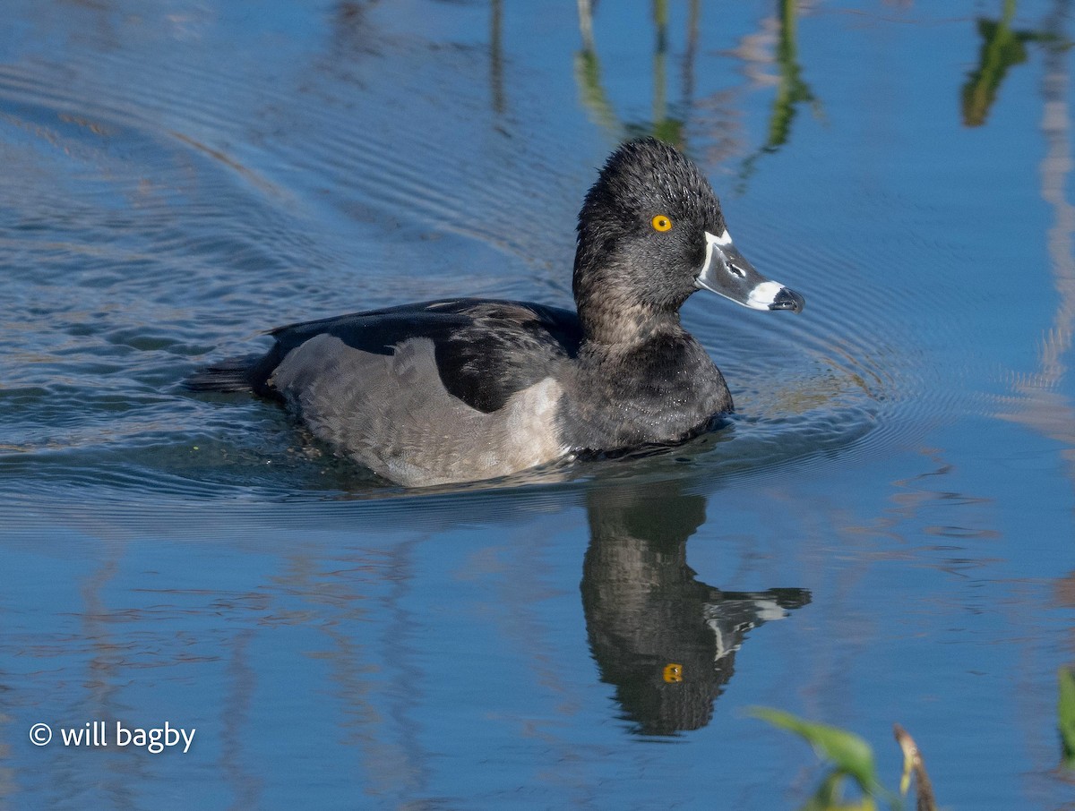 Ring-necked Duck - ML645059012