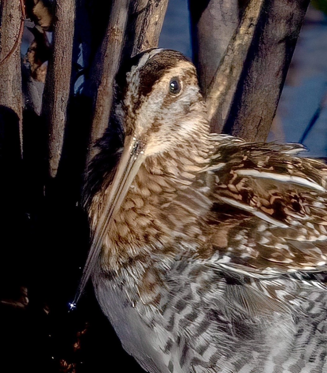 Wilson's Snipe - ML645059020