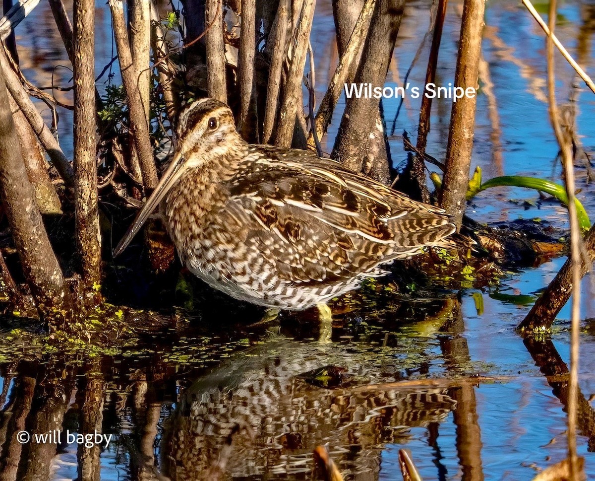 Wilson's Snipe - ML645059021