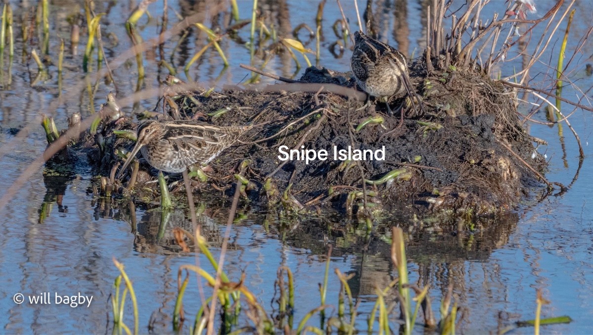 Wilson's Snipe - ML645059022