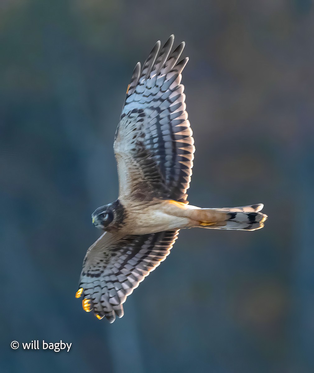 Northern Harrier - ML645059025