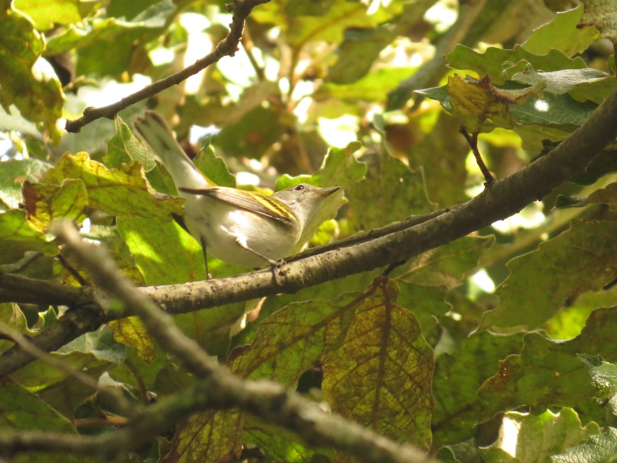 ワキチャアメリカムシクイ - ML645059029