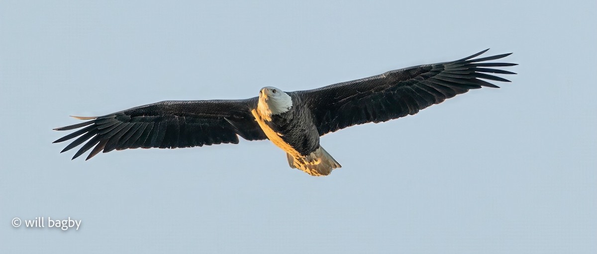 Bald Eagle - ML645059030