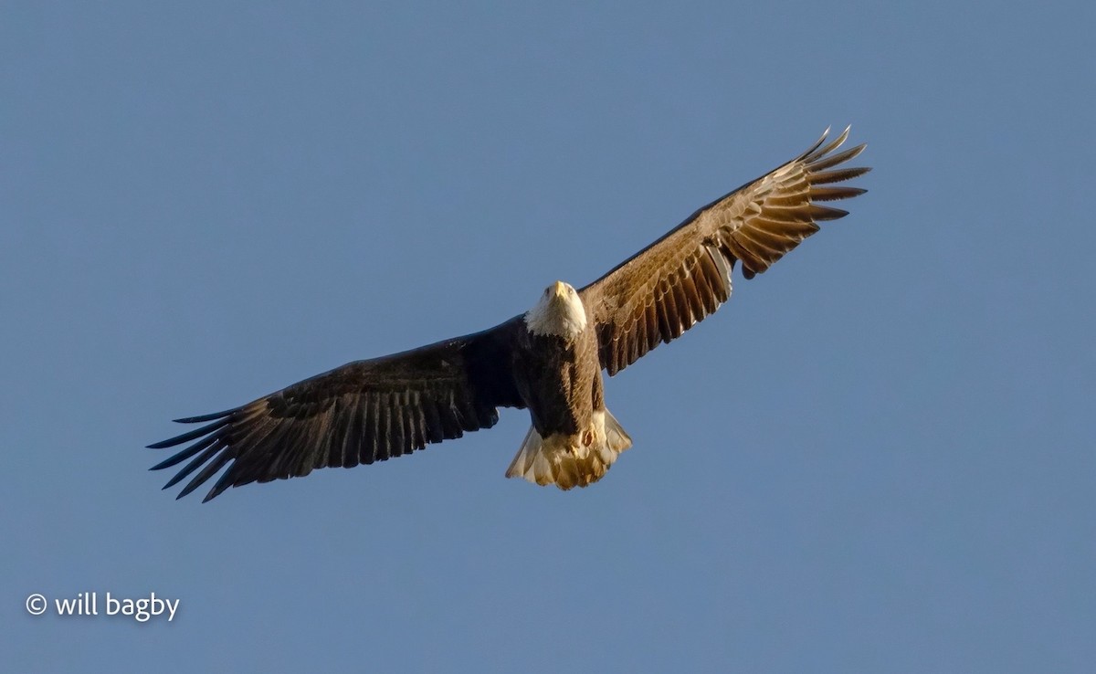Bald Eagle - ML645059031
