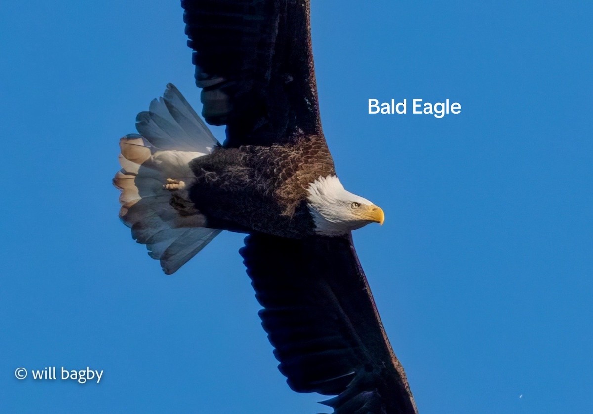 Bald Eagle - ML645059032