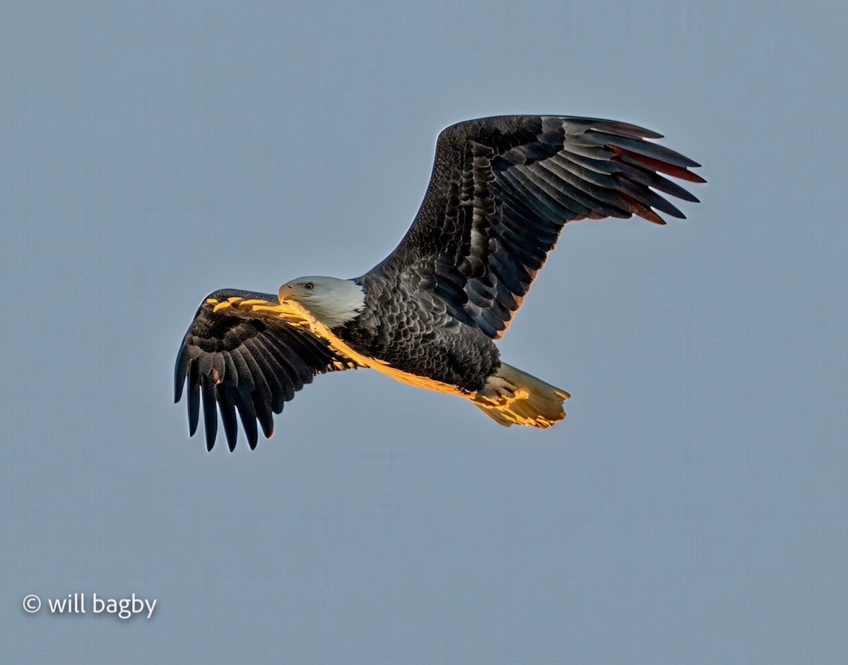 Bald Eagle - ML645059033