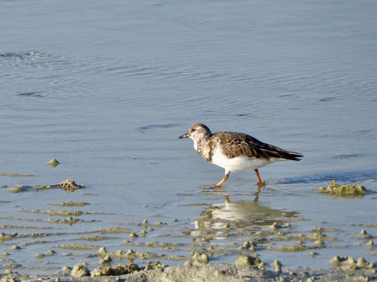 Ruddy Turnstone - ML645059046
