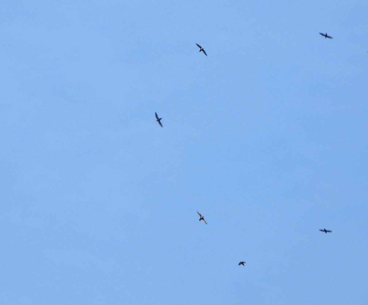 halsbåndseiler - ML645059051