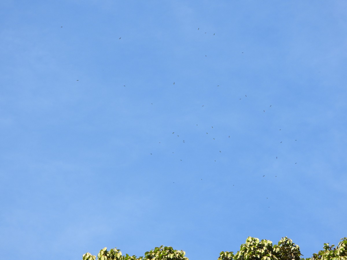 halsbåndseiler - ML645059052