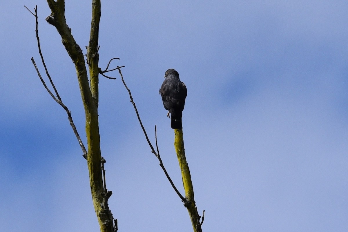 káně bělokostřečná - ML645059053