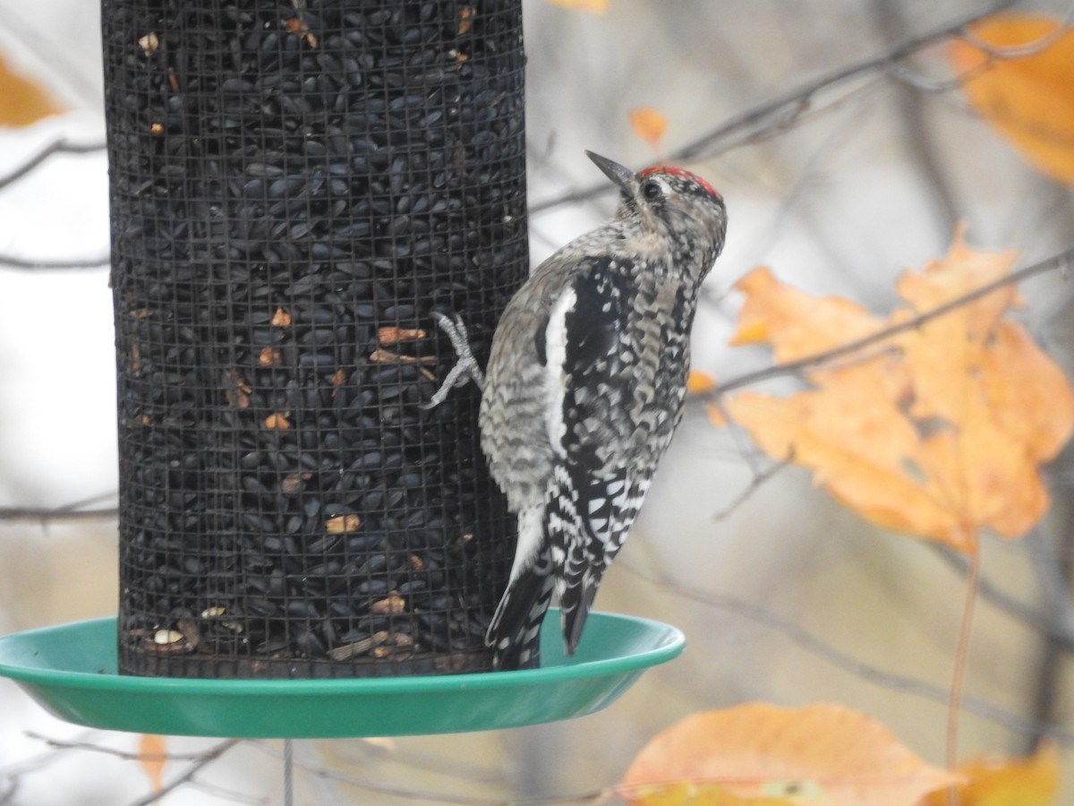Yellow-bellied Sapsucker - ML645059058