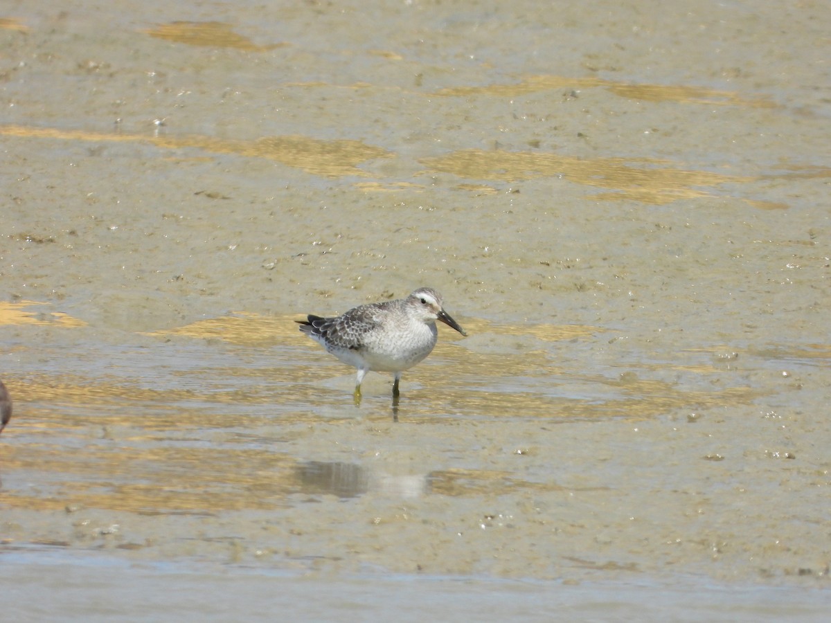 Red Knot - ML645059059