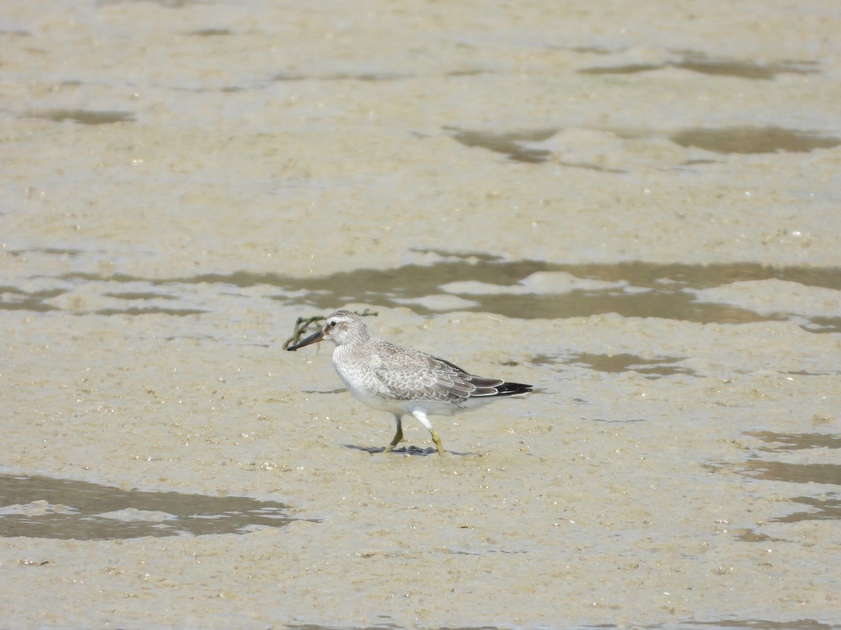 Red Knot - ML645059060