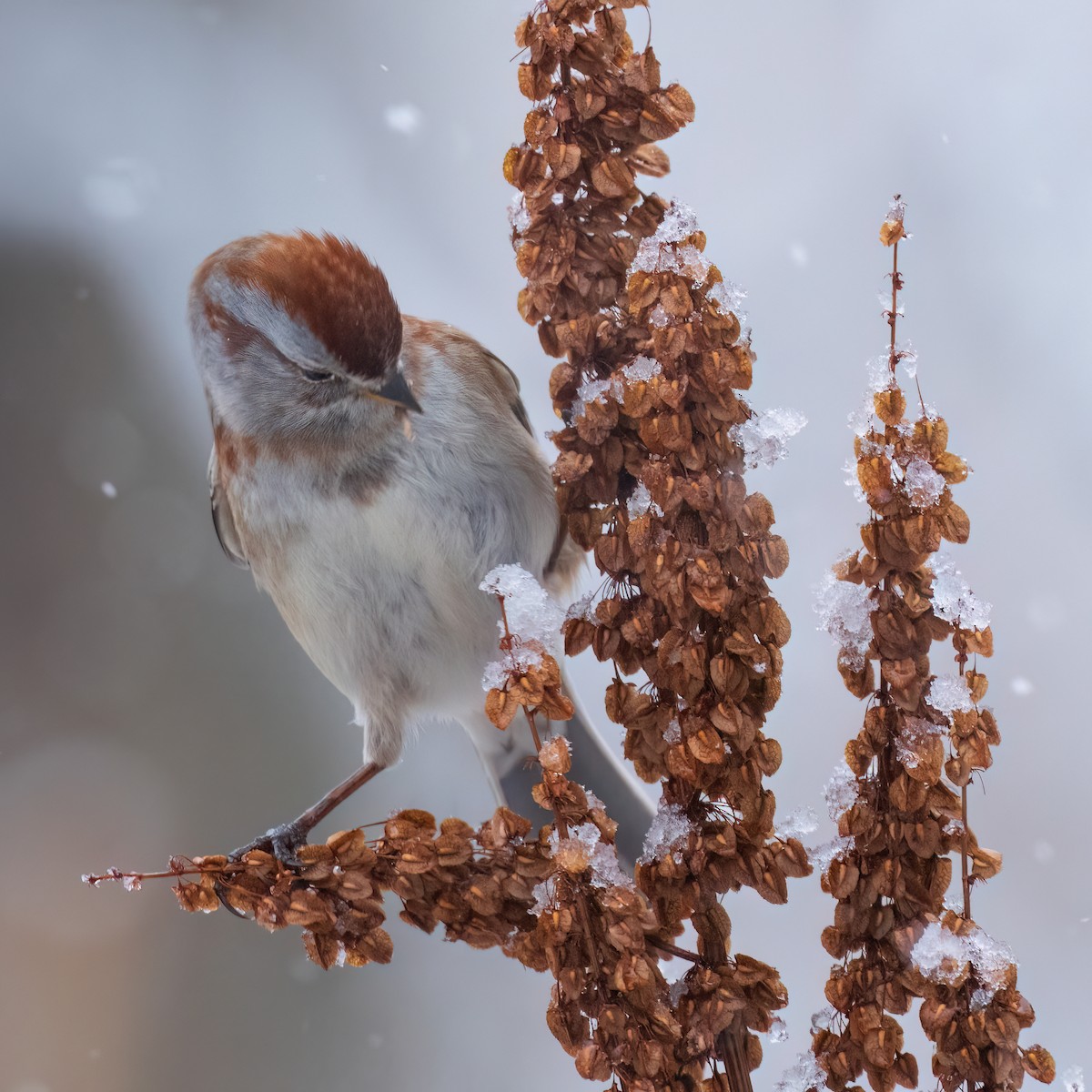 American Tree Sparrow - ML645059063