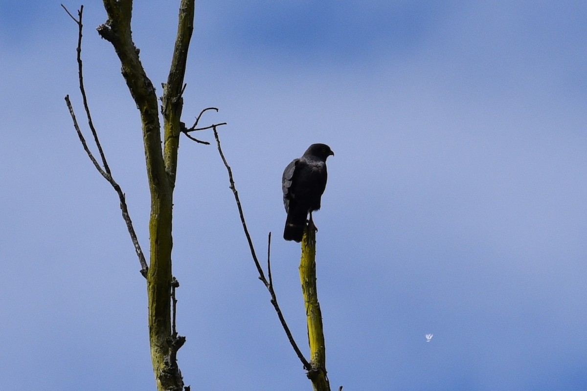 káně bělokostřečná - ML645059065