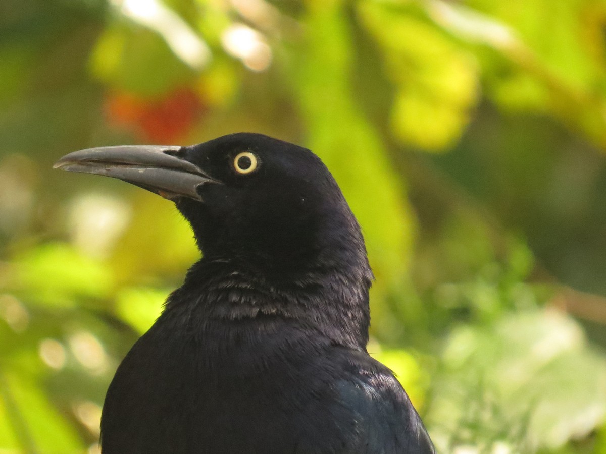 Great-tailed Grackle - ML645059068