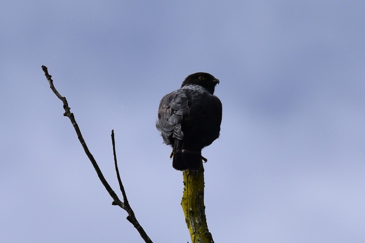 káně bělokostřečná - ML645059088