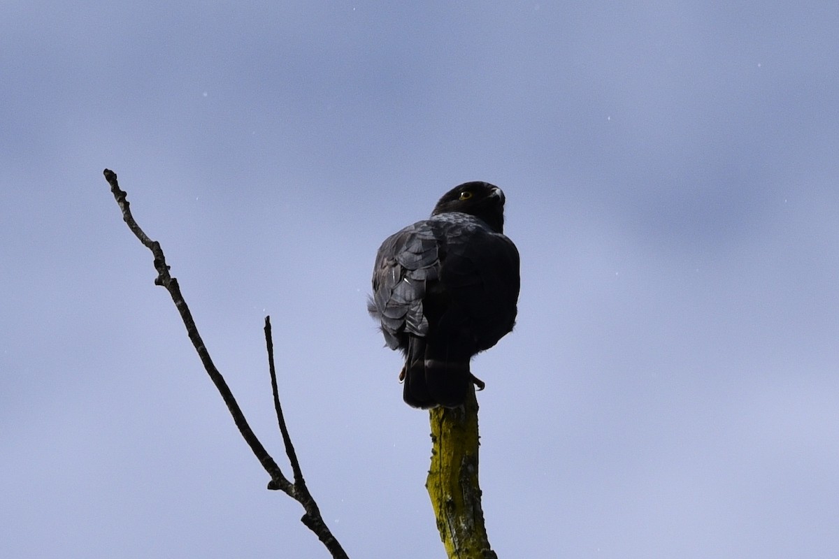 káně bělokostřečná - ML645059089