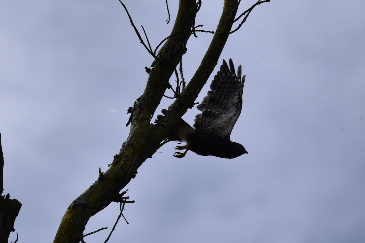 káně bělokostřečná - ML645059090