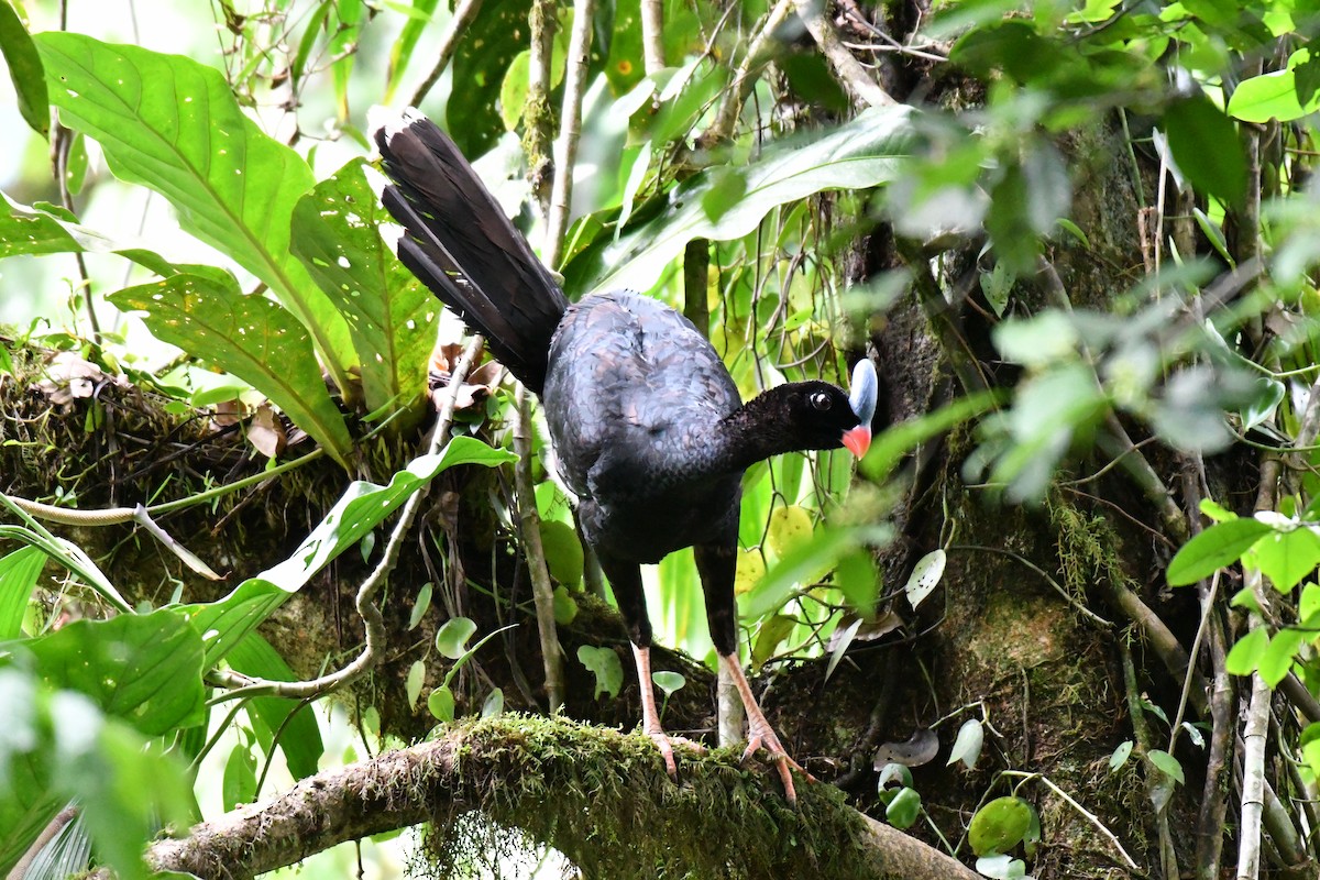 Horned Curassow - ML645059102