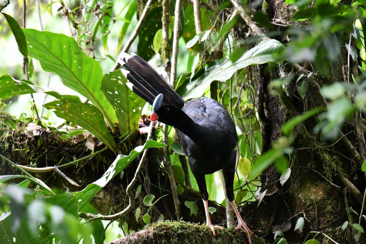 Horned Curassow - ML645059103