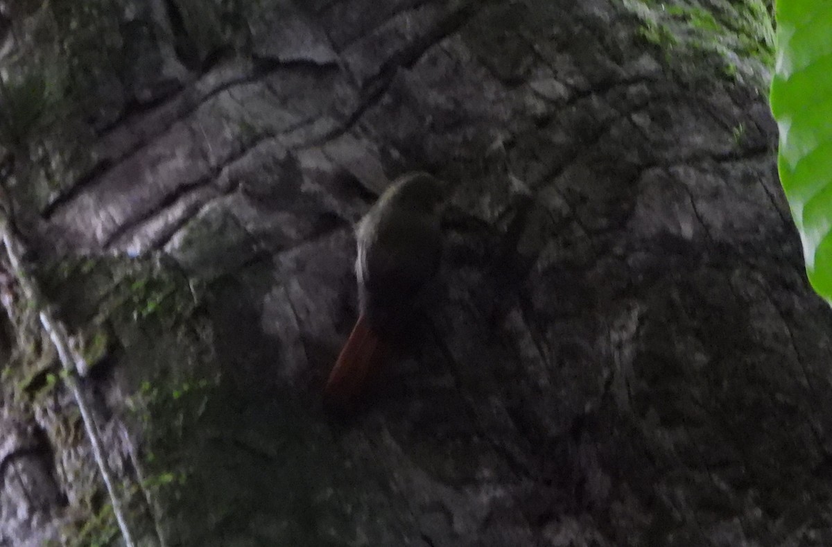 Olivaceous Woodcreeper - ML645059124