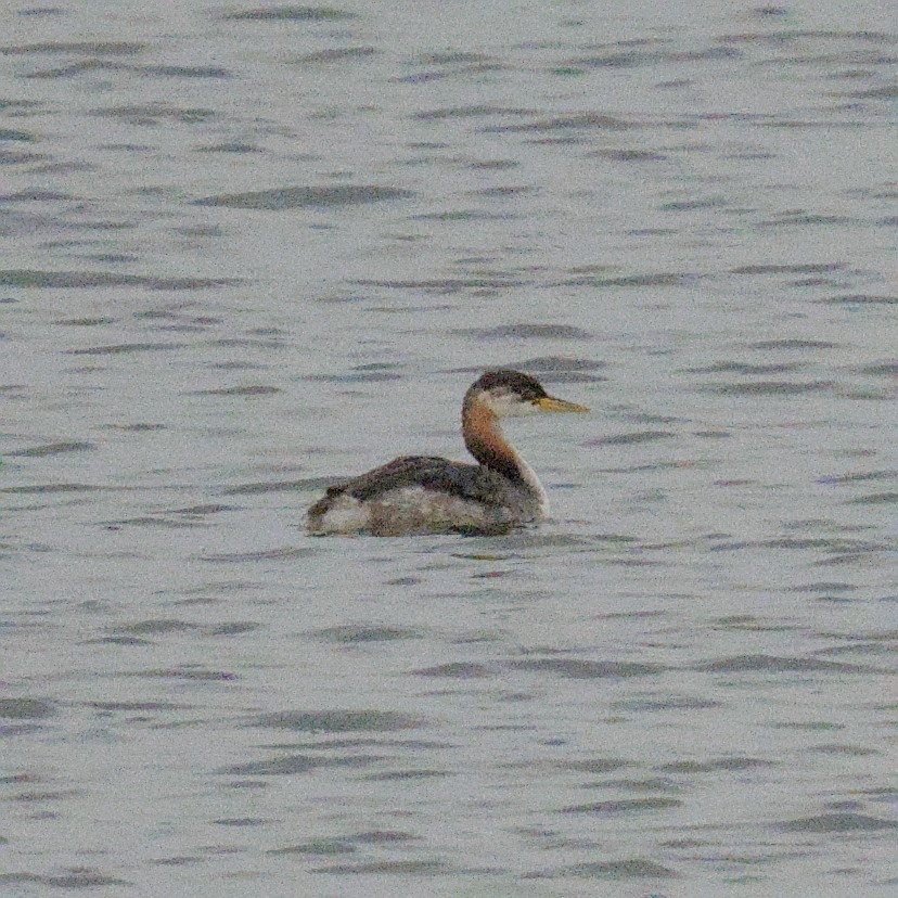 Red-necked Grebe - ML645059133