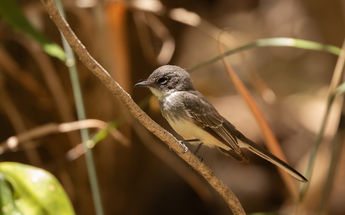 Northern Fantail - ML645059141