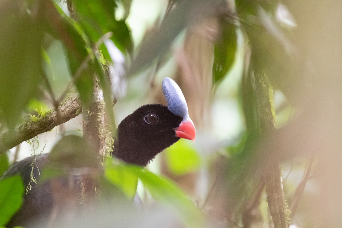 Horned Curassow - ML645059146