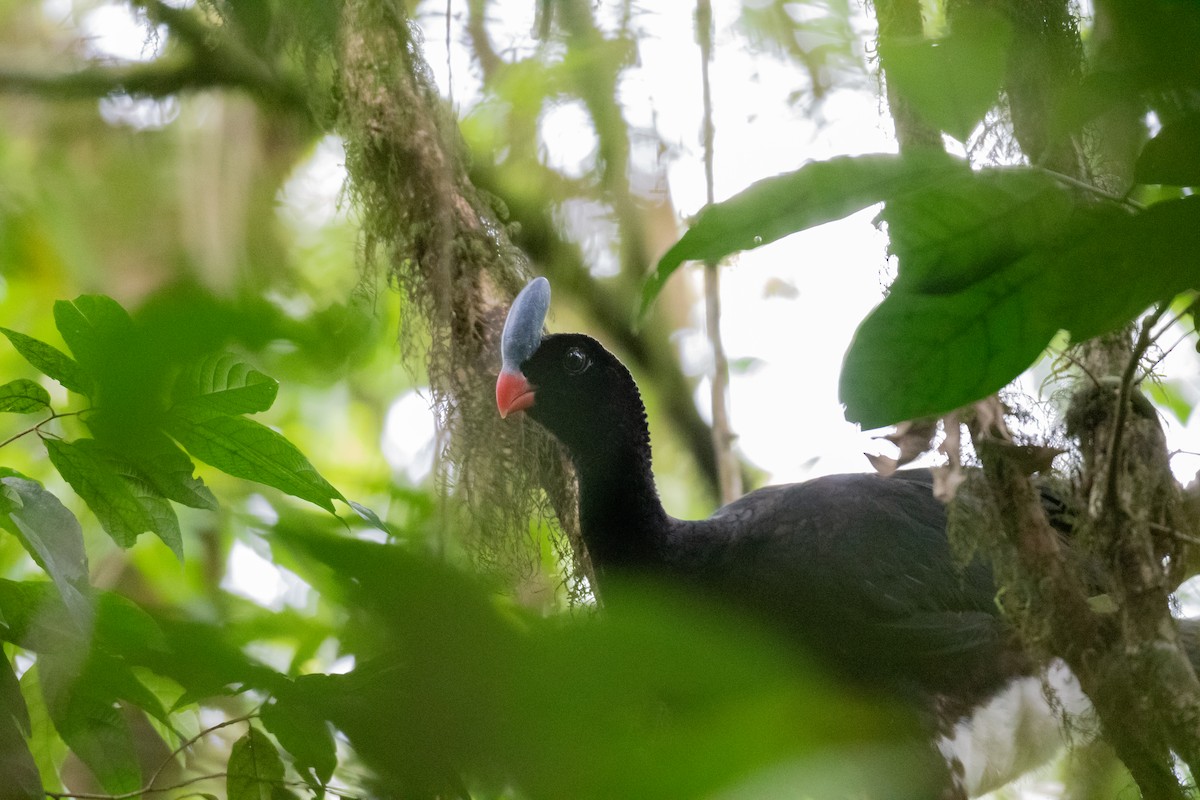 Horned Curassow - ML645059147