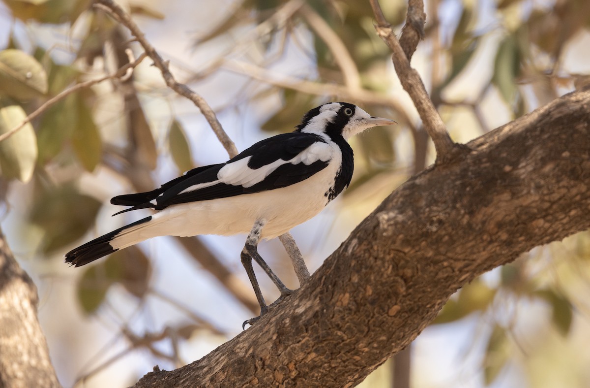 Magpie-lark - ML645059153