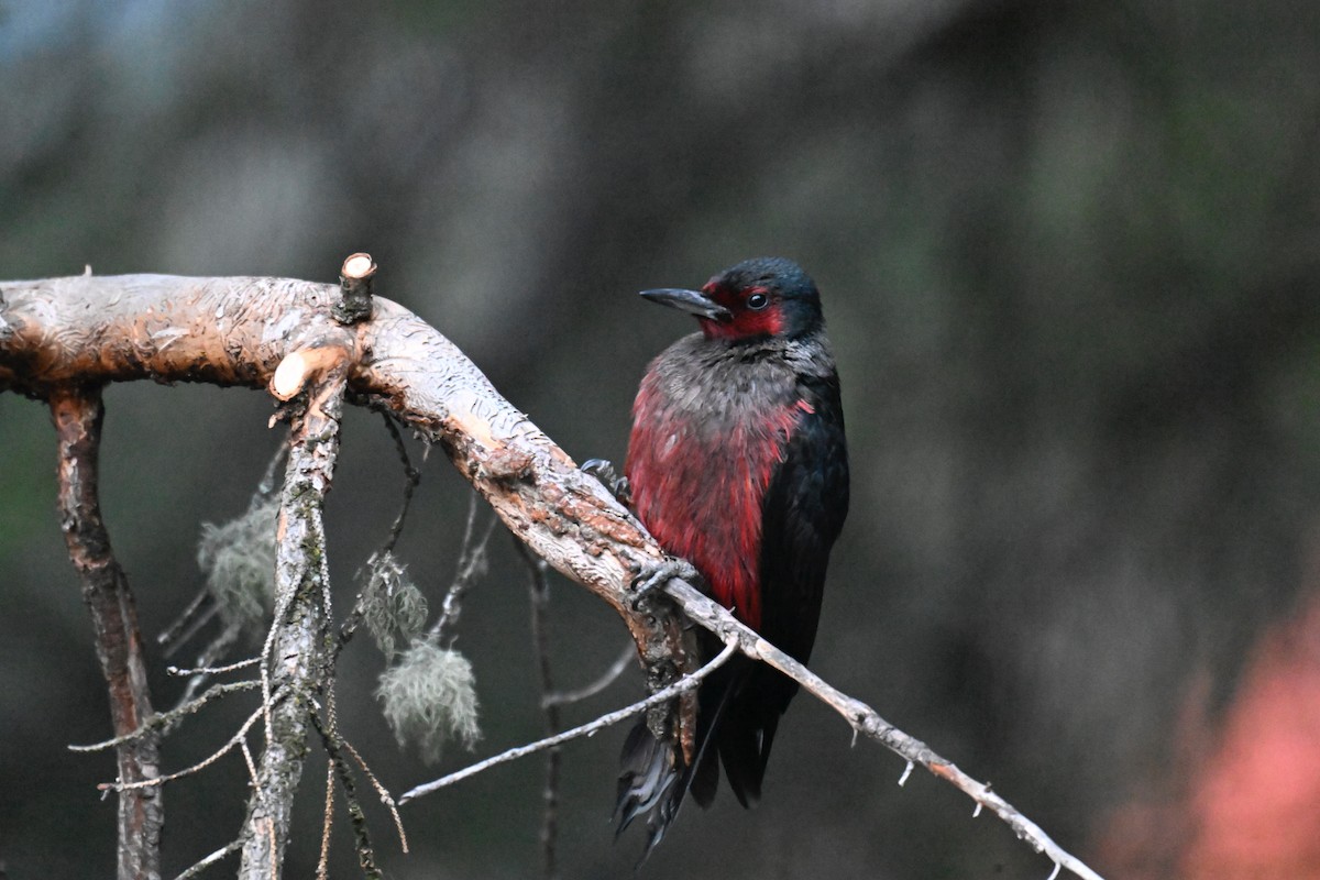 Lewis's Woodpecker - ML645059159