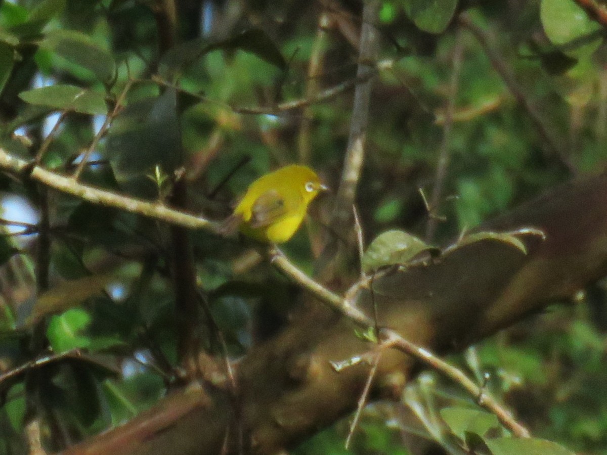 Lemon-bellied White-eye - ML645059183