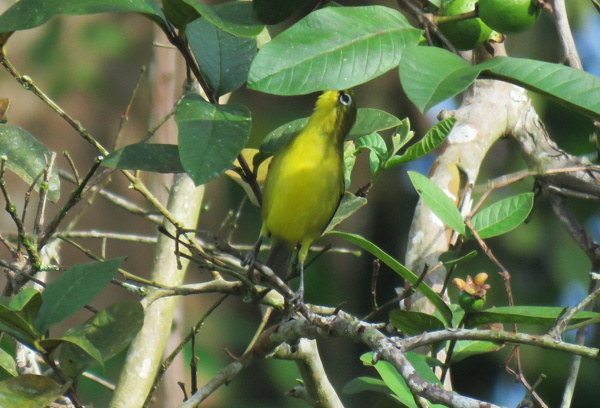 Lemon-bellied White-eye - ML645059184