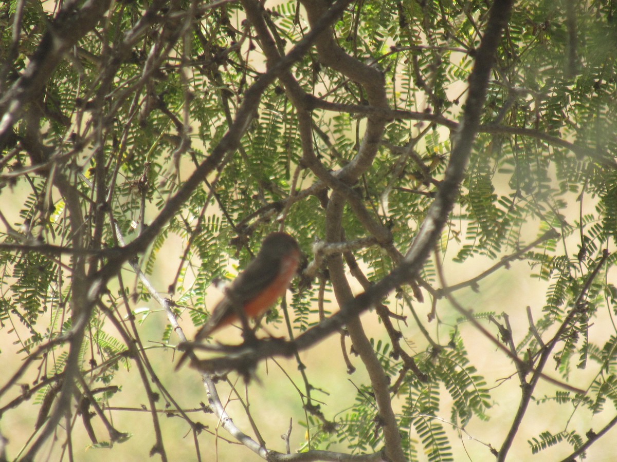 Vermilion Flycatcher - ML645059190