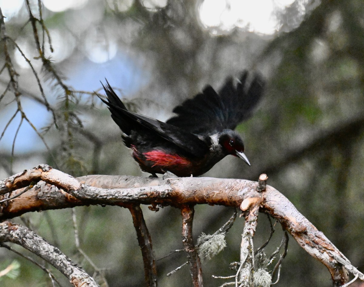 Lewis's Woodpecker - ML645059196